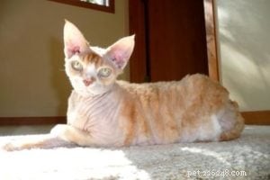 Interview with Pet Communicator Asia Voight: Unlocking Animal Communication