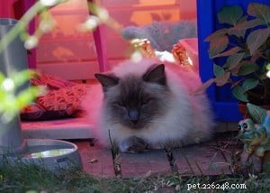 Meet King: Finland’s Rising Ragdoll Star