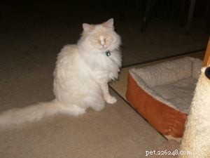 Meet Mellow: The Perfect Ragdoll Companion