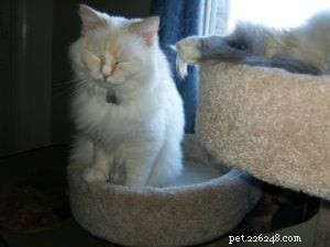 Meet Mellow: The Perfect Ragdoll Companion