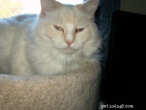 Meet Mellow: The Perfect Ragdoll Companion