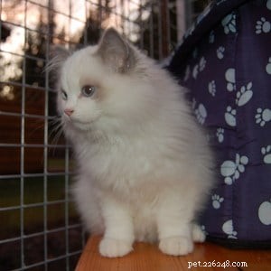 Meet Humphrey: The Charming Ragdoll Cat Making Waves This Week