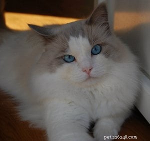 Meet Humphrey: The Charming Ragdoll Cat Making Waves This Week