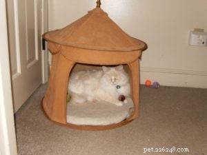 Meet Mellow: The Perfect Ragdoll Companion