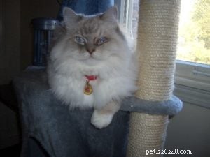 Diamond: Meet Our Featured Ragdoll Cat of the Week
