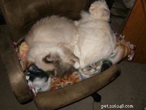 Meet Mellow: The Perfect Ragdoll Companion