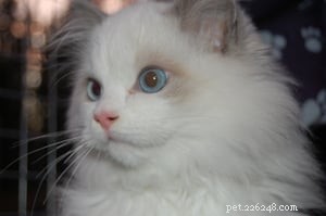 Meet Humphrey: The Charming Ragdoll Cat Making Waves This Week