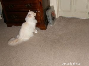 Meet Mellow: The Perfect Ragdoll Companion