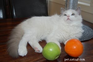 Meet Humphrey: The Charming Ragdoll Cat Making Waves This Week
