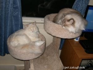 Meet Mellow: The Perfect Ragdoll Companion