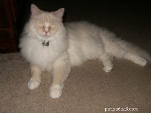 Meet Mellow: The Perfect Ragdoll Companion