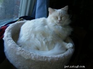Meet Mellow: The Perfect Ragdoll Companion