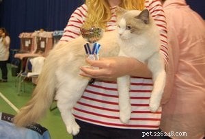 Meet Humphrey: The Charming Ragdoll Cat Making Waves This Week