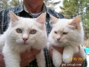 Meet Mellow: The Perfect Ragdoll Companion