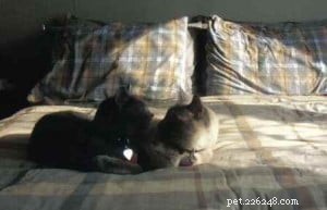 Insights from Pet Communicator Cathy Wells: Expert Answers on Animal Communication