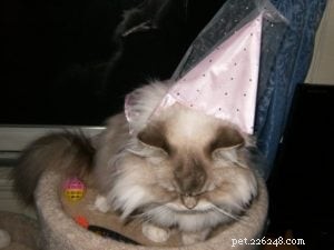 Diamond: Meet Our Featured Ragdoll Cat of the Week