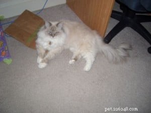 Diamond: Meet Our Featured Ragdoll Cat of the Week