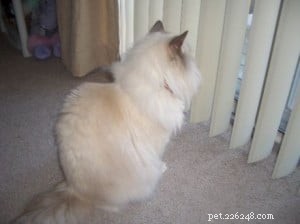 Diamond: Meet Our Featured Ragdoll Cat of the Week