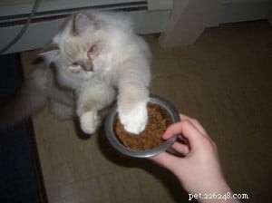 Diamond: Meet Our Featured Ragdoll Cat of the Week