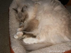 Diamond: Meet Our Featured Ragdoll Cat of the Week