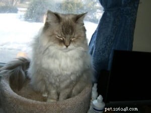 Diamond: Meet Our Featured Ragdoll Cat of the Week