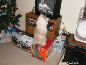 Diamond: Meet Our Featured Ragdoll Cat of the Week