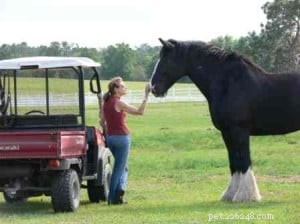Insights from Pet Communicator Cathy Wells: Expert Answers on Animal Communication