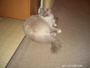 Diamond: Meet Our Featured Ragdoll Cat of the Week