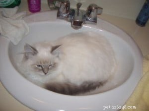 Diamond: Meet Our Featured Ragdoll Cat of the Week
