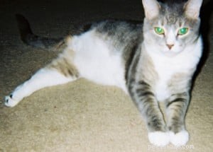 Insights from Pet Communicator Cathy Wells: Expert Answers on Animal Communication