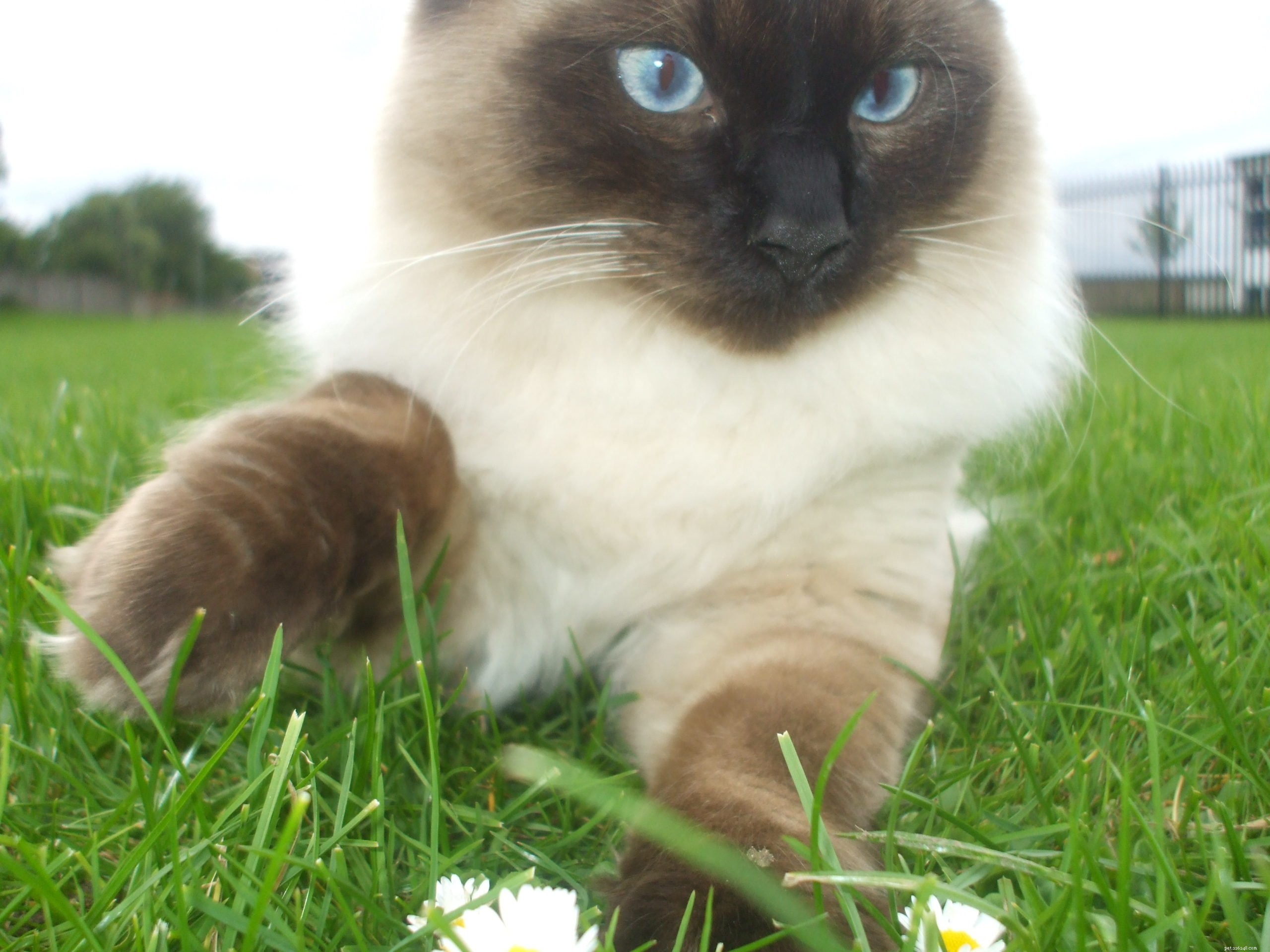Understanding Ragdoll Cat Behavior: Tips for Managing Playful and Affectionate Cats