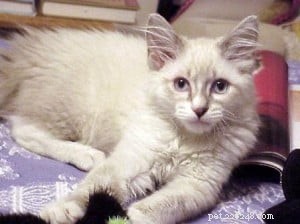 Meet Tucker: The Charming Blue Lynxpoint Ragdoll Who Overcame Rescue