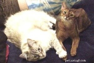 Meet Tucker: The Charming Blue Lynxpoint Ragdoll Who Overcame Rescue