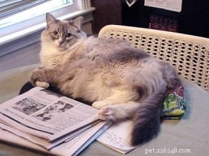 Meet Tucker: The Charming Blue Lynxpoint Ragdoll Who Overcame Rescue