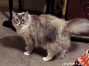 Meet Tucker: The Charming Blue Lynxpoint Ragdoll Who Overcame Rescue