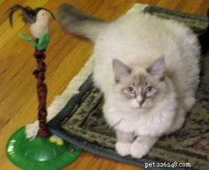 Meet Tucker: The Charming Blue Lynxpoint Ragdoll Who Overcame Rescue