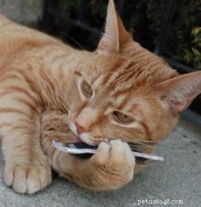 Interview with Randi Warhol: The Creative Force Behind Polydactyl Cat Toys