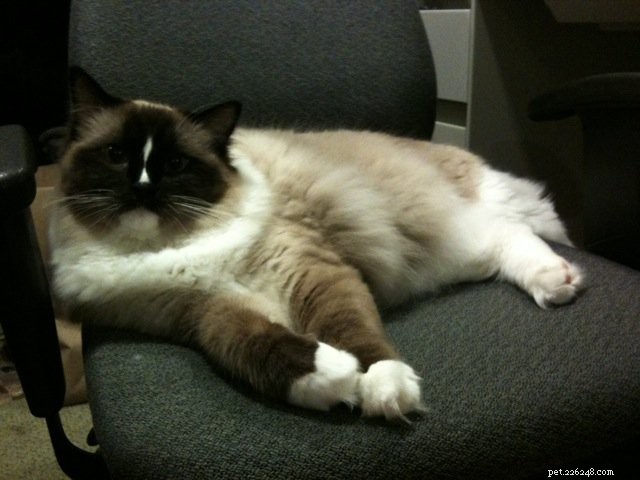 5 Vet Visit Tips Every Cat Owner Should Know