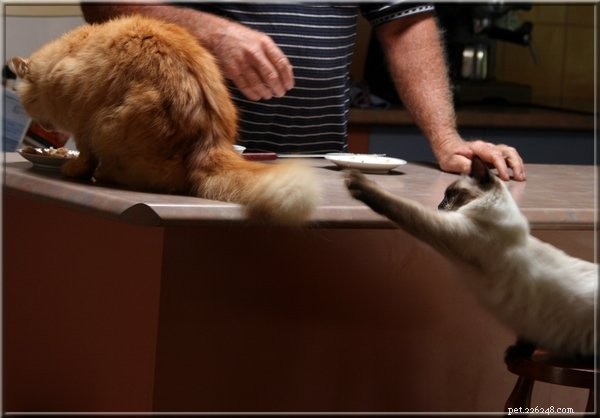 Meet Merlo: The Gentle Ragdoll Cat of the Week