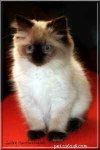 Meet Merlo: The Gentle Ragdoll Cat of the Week