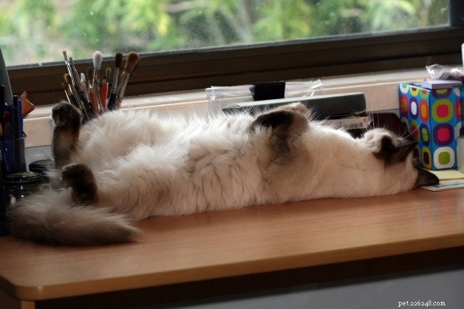 Meet Merlo: The Gentle Ragdoll Cat of the Week