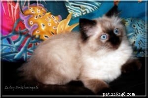 Meet Merlo: The Gentle Ragdoll Cat of the Week