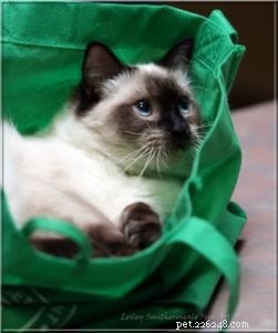 Meet Merlo: The Gentle Ragdoll Cat of the Week