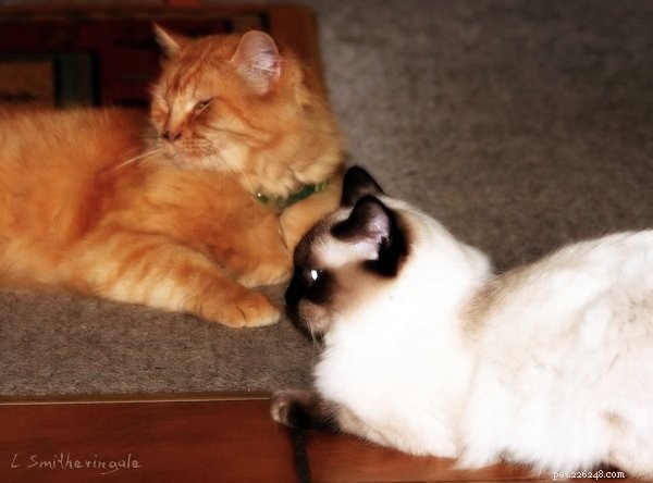 Meet Merlo: The Gentle Ragdoll Cat of the Week
