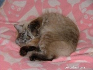 Pasha: The Beloved Ragdoll Cat Bringing Joy to Our Family