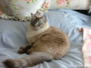 Pasha: The Beloved Ragdoll Cat Bringing Joy to Our Family