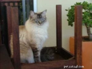 Pasha: The Beloved Ragdoll Cat Bringing Joy to Our Family