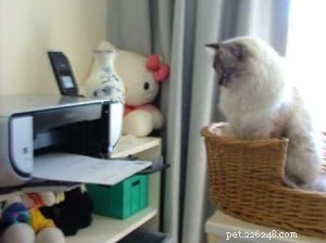Pasha: The Beloved Ragdoll Cat Bringing Joy to Our Family