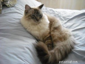 Pasha: The Beloved Ragdoll Cat Bringing Joy to Our Family