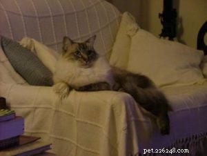 Pasha: The Beloved Ragdoll Cat Bringing Joy to Our Family